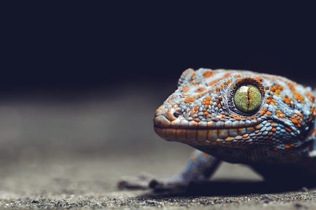 Foto gecko è un rettile