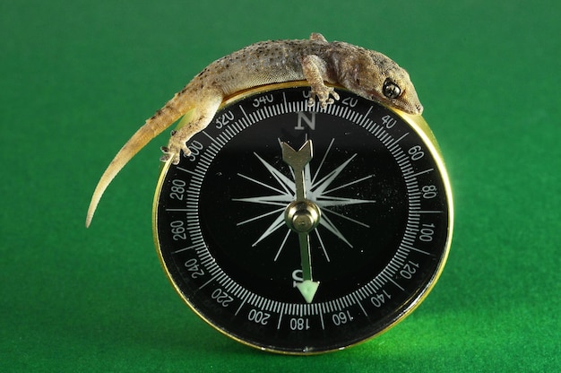 Photo gecko lizard and compass