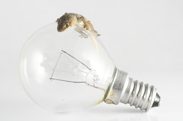 Photo gecko lizard and light bulb