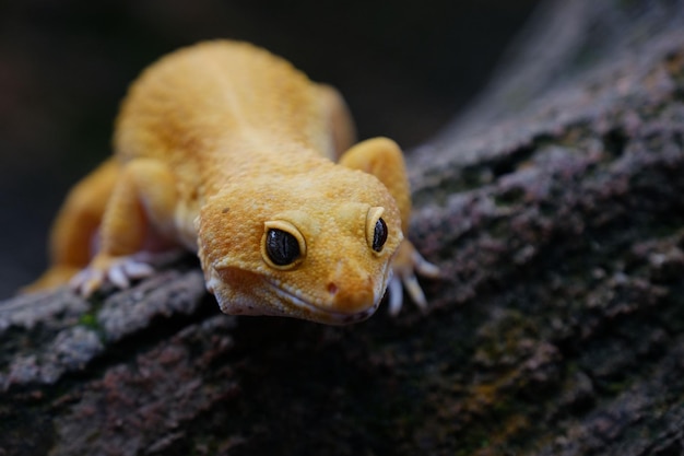 Photo a gecko lizard looks smiling when taken a photo in batam indonesia