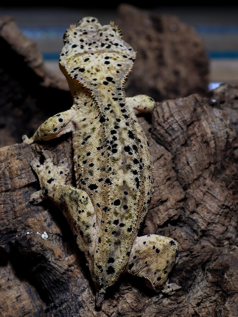 Photo gecko lizard and reptile on tree
