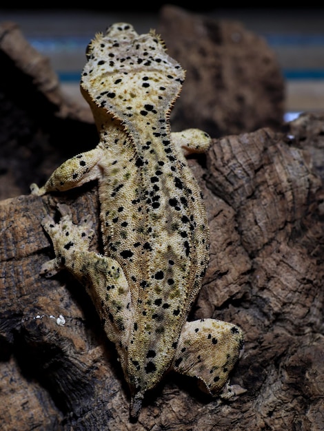 ヤモリ トカゲと木の爬虫類