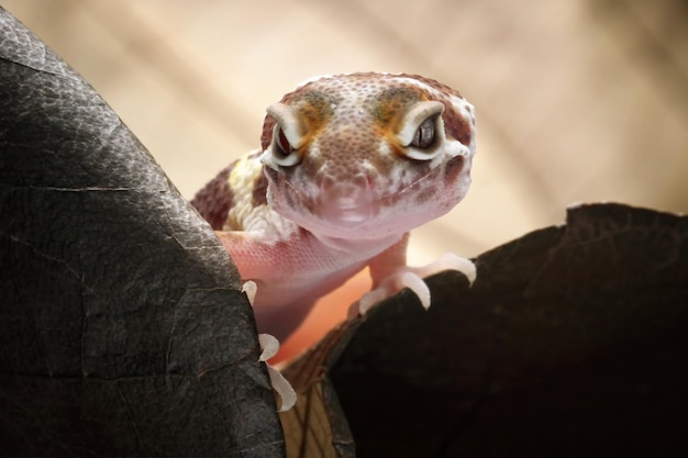 A gecko looks out of a black glove.