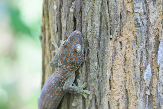 A gecko perched on a tree