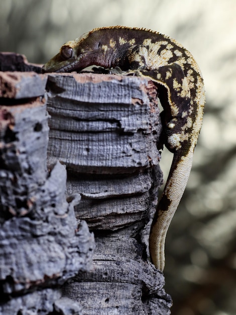 Photo a gecko on a rock in a zoo