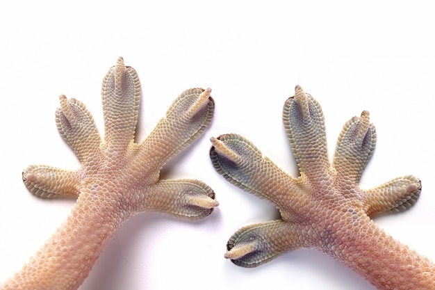 gecko's white hand on white background