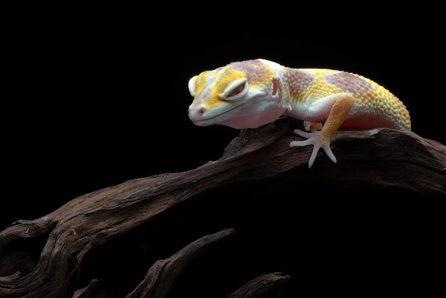 A gecko sits on a branch with a black background.