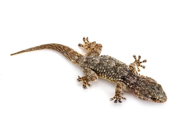 Photo gecko in studio