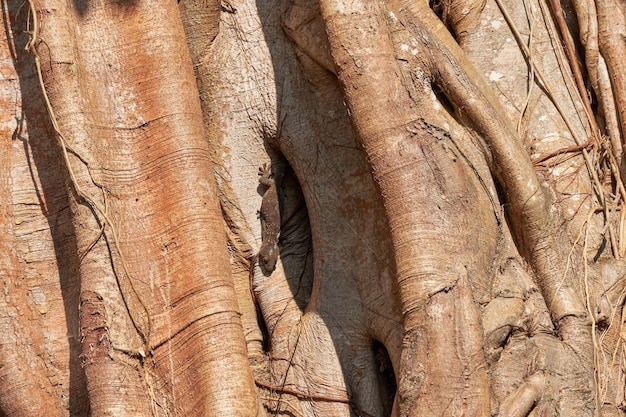 Photo gecko in tree trunk