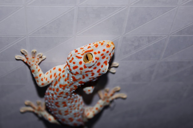 Gecko sul muro