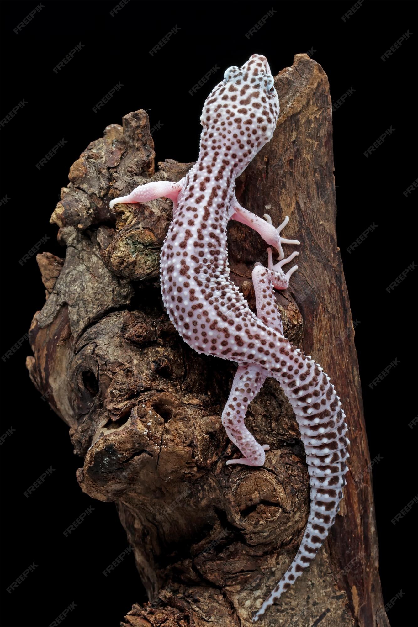 Premium Photo | A gecko with a black background and a black background.
