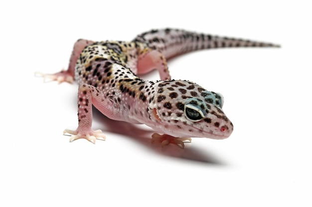 A gecko with a black and white pattern on its body