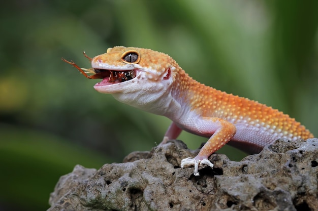 A gecko with a bug in its mouth