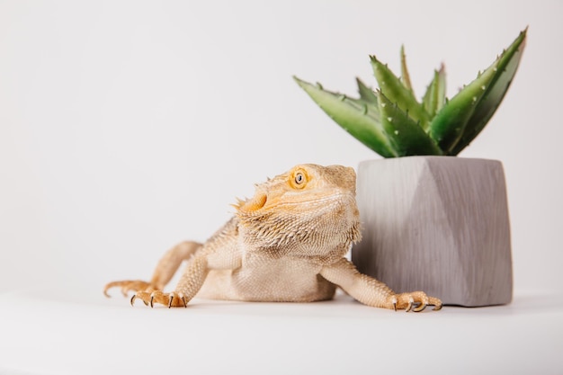 A gecko with a green cactus in the background