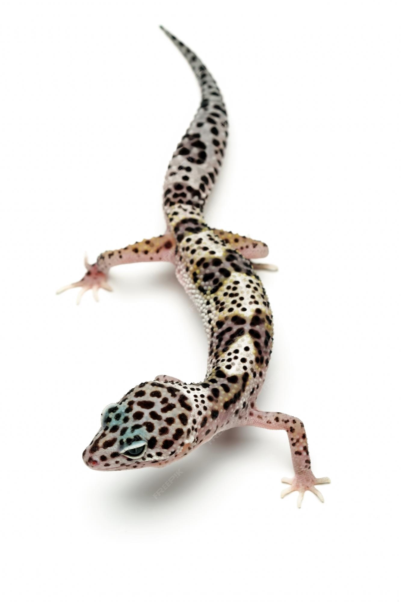 Premium Photo | A gecko with a white background and black spots