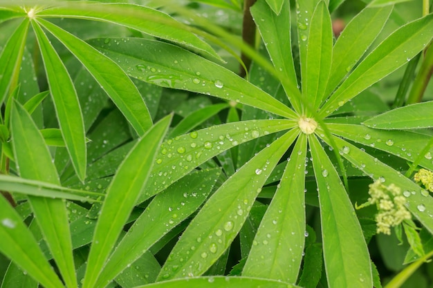 Gecoate druppeltjes bladeren van lupine