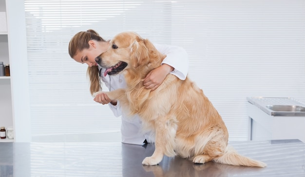 Geconcentreerde dierenarts die een labrador onderzoekt