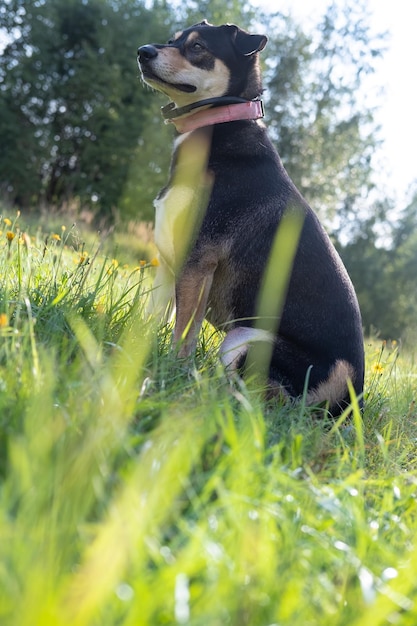 Geconcentreerde hond in een roze halsband kijkt behoedzaam in het gras Onderaanzicht