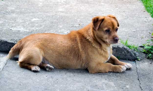 Gedachte hond die op beton ligt