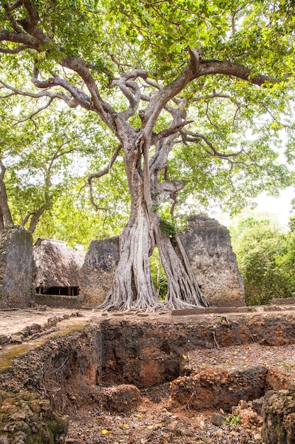 Photo gede ruins in kenya are the remains of a swahili town, typical of most towns along the east african coast