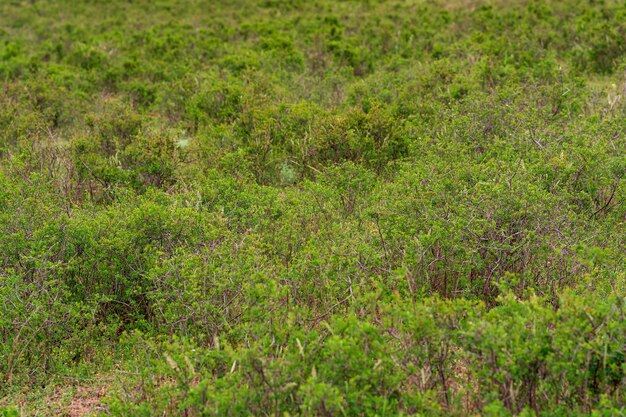 Gedeeltelijk wazig landschap met lentebergstruiken