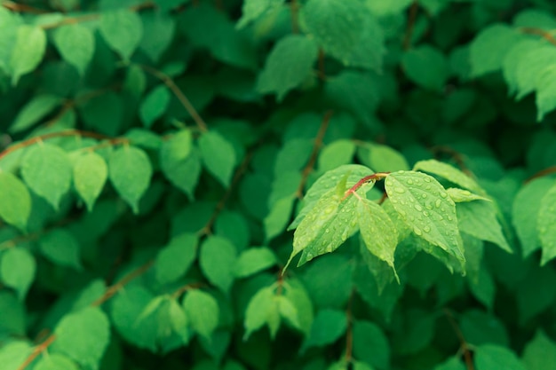 Gedeeltelijk wazig natuurlijke achtergrond groen gebladerte met regendruppels