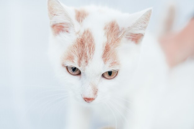 Gedeeltelijk wazige snuit van witte en gemberkat - ogen en neus op witte achtergrond, selectieve focus