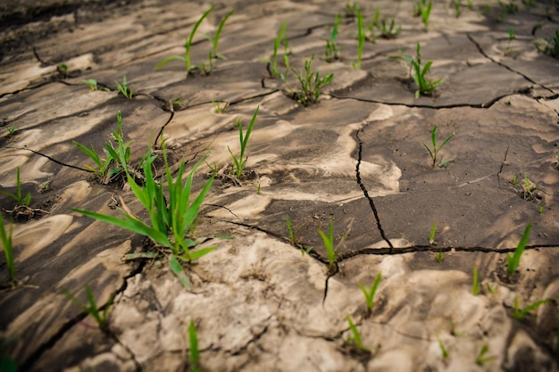 Gedessineerde gedroogde modderstroom met gekiemd jong gras weelderig groen Monsters van vuil werden gevormd als gevolg van dit