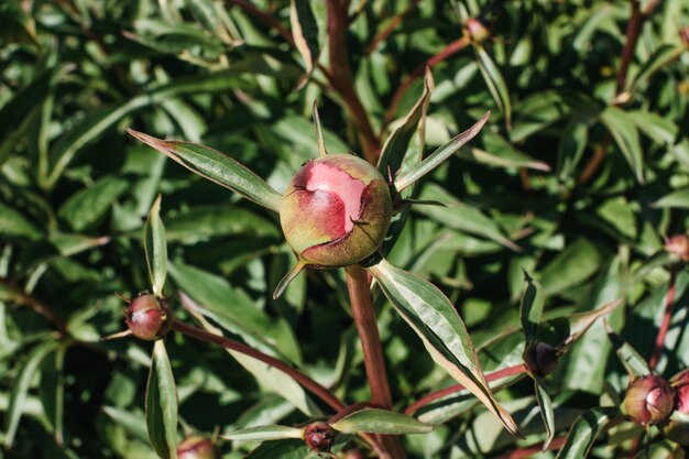 Gedetailleerd beeld van dichte omhooggaand van de pioenknop. Insecten lopen op knop.