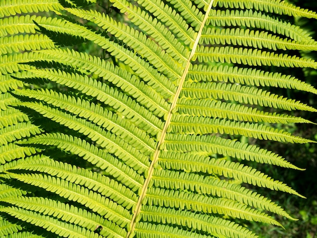 Gedetailleerd groen blad van bosvaren