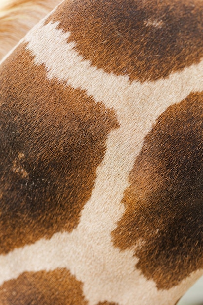 Gedetailleerde close-up van de huidstructuur van koeien