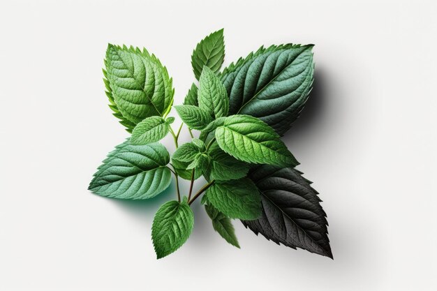 Gedetailleerde close-up van een levendig groen blad geïsoleerd op een witte achtergrond Generatieve AI