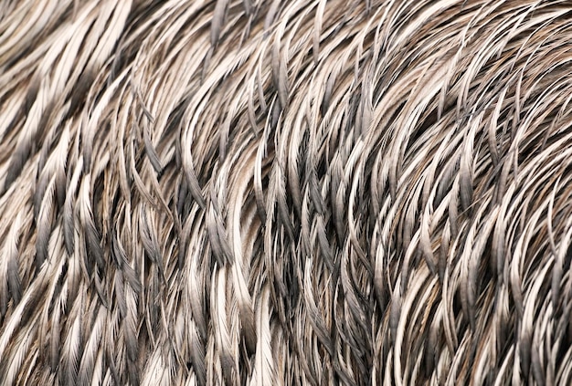 Gedetailleerde close-up van het verenkleed van een emu, vogelveren als achtergrond