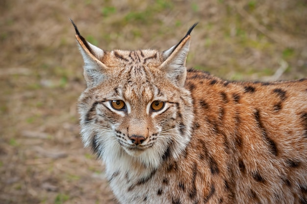 Foto gedetailleerde close-up van volwassen europese lynx in het herfstbos met onscherpe achtergrond