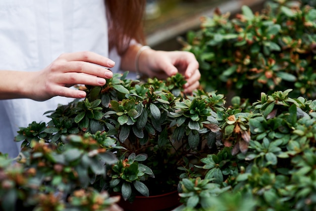 Gedetailleerde foto van vrouwenhanden die de planten in een pot raken.