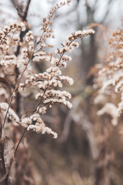 Gedetailleerde macrofotografie van droogbloemen Geschikt als interieurdecoratie en webdesign