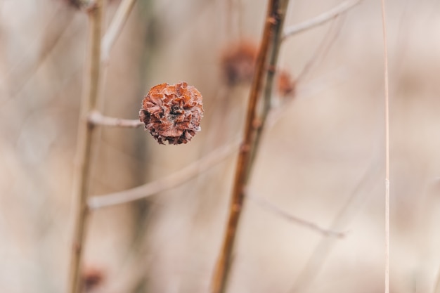 Gedetailleerde macrofotografie van droogbloemen Geschikt als interieurdecoratie en webdesign