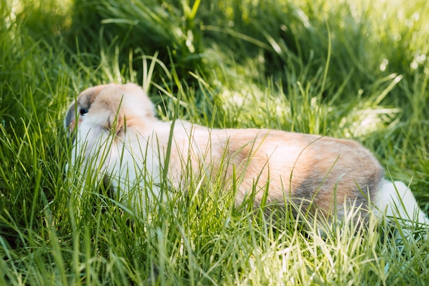 Gedomesticeerd gevouwen konijn zit in dik groen gras