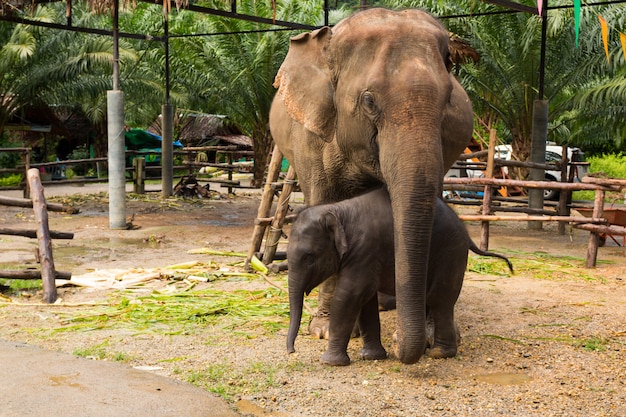 Gedomesticeerde Aziatische olifantenmoeder en baby