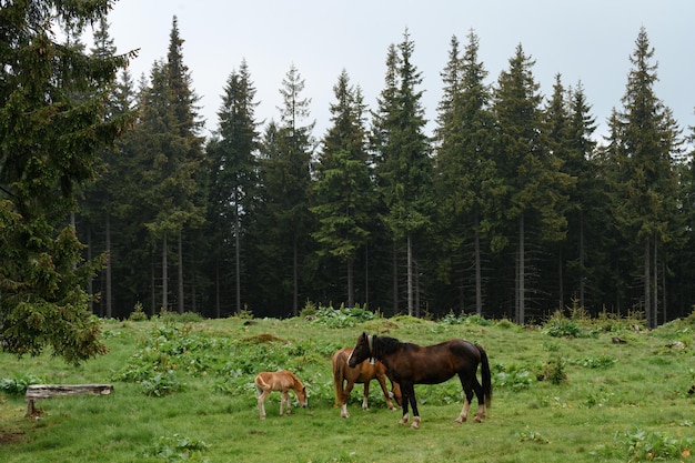 Gedomesticeerde bergpaarden op boerderijen in de bergen