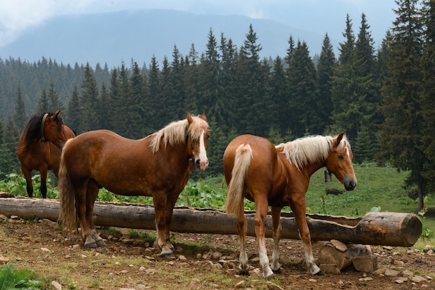 Gedomesticeerde bergpaarden op boerderijen in de bergen