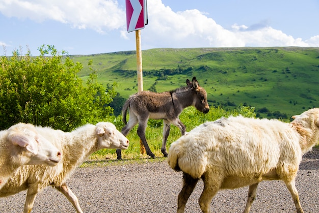 Gedomesticeerde boerderijdieren op de snelweg en over de weg, bewegende kudde