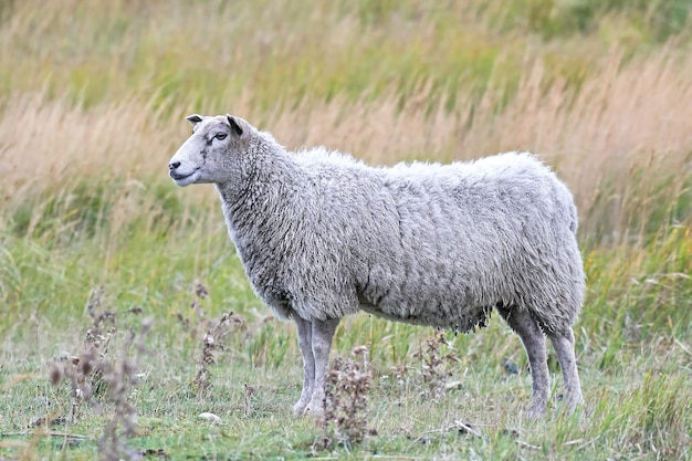 Gedomesticeerde schapen