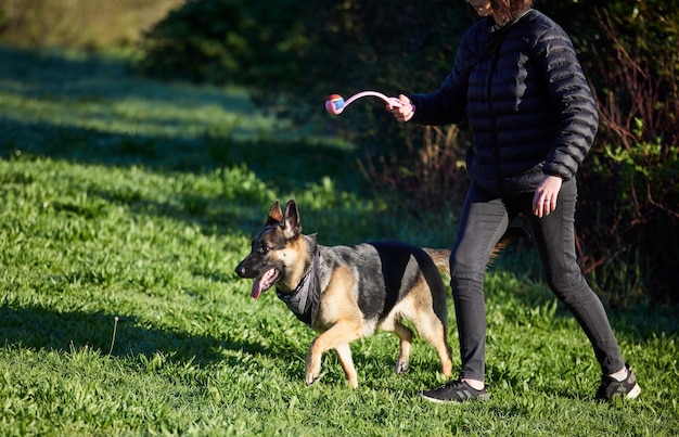 Gedrag dat beloond wordt, wordt herhaald Shot van een schattige Duitse herder die door zijn baasje wordt getraind in het park