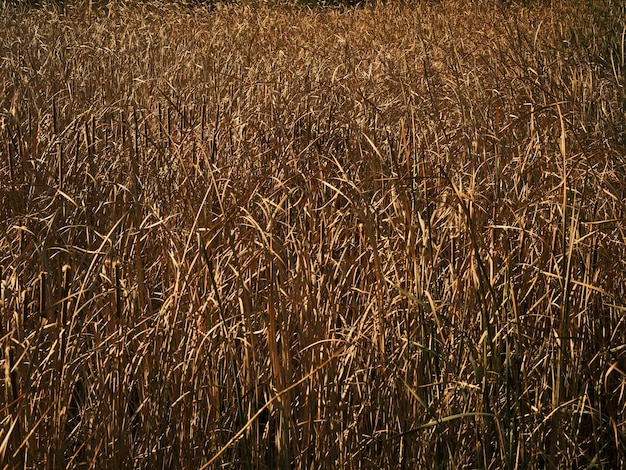 Gedroogd riet in een meer