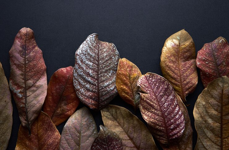 Gedroogde bladeren van de herfst