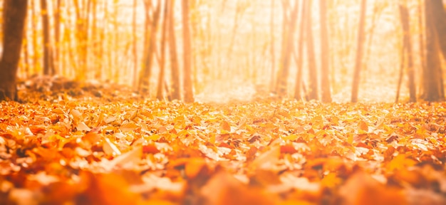 Gedroogde bladeren van een herfst bos