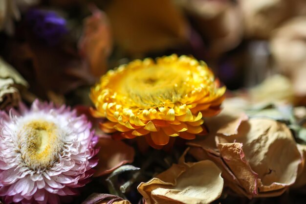 Foto gedroogde bloemen dichtbij