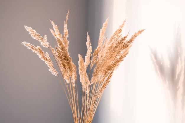 Gedroogde bloemen met schaduwen tegen een lichte muur in een minimalistische stijl