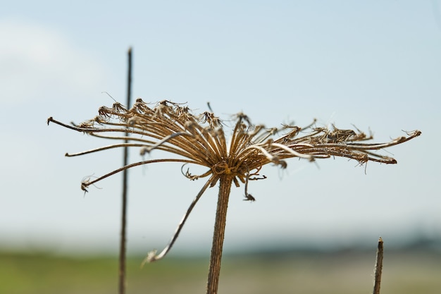 Foto gedroogde bloemen tegen de blauwe lucht in hoge resolutie.